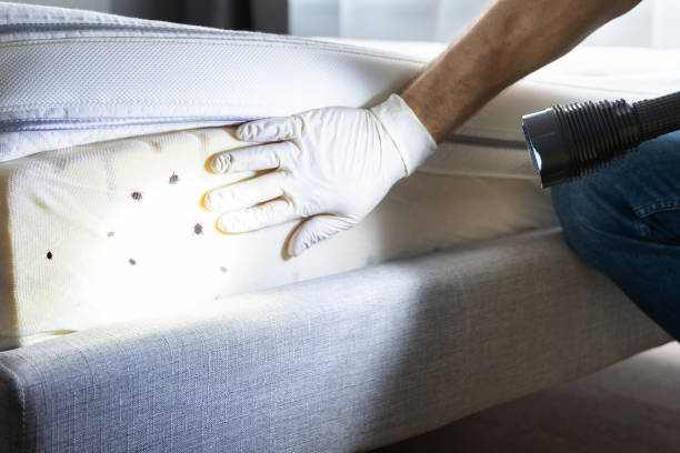 Best Spider Control Near Me  in Mount Clemens, MI
