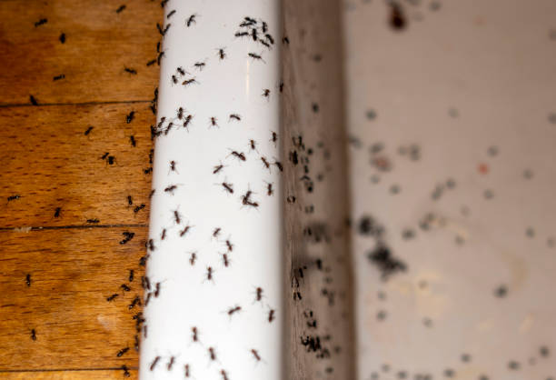 Best Flea Control Services  in Mount Clemens, MI