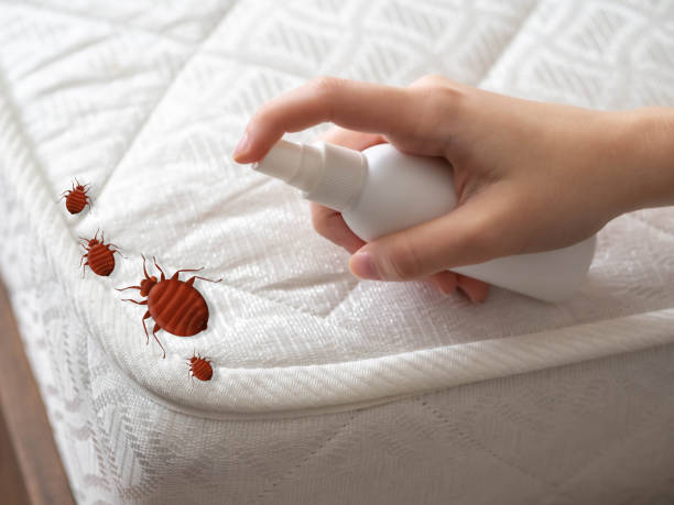 Best Affordable Pest Control Services  in Mount Clemens, MI