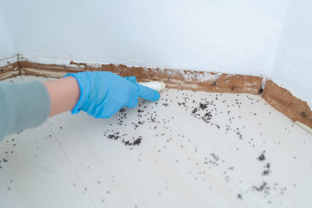 Best Affordable Pest Control Services  in Mount Clemens, MI